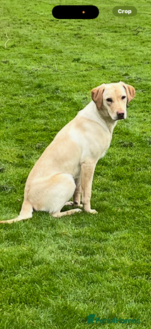 Labrador Retriever dogs Black labrador puppys - Advert 1