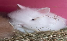 Lionhead rabbits for sale: 2 male left. 6 females  - Image 18
