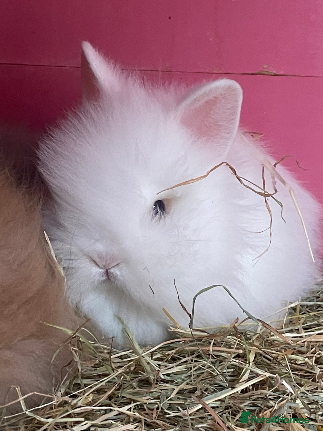 Lionhead rabbits for sale: 2 male left. 6 females  - Image 18