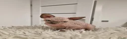 Sphynx cats for sale: Full pedigree sphynx kittens  - Advert 6