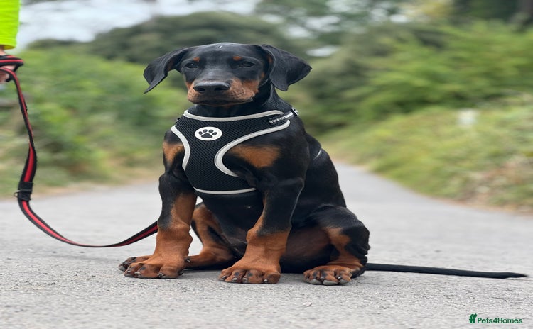 Dobermann dogs - Advert 1