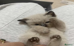 Ragdoll cats for sale: stunning kittens  - Image 3