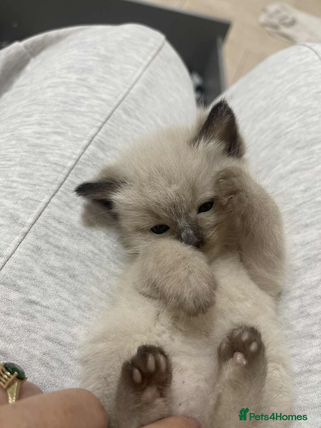 Ragdoll cats for sale: stunning kittens  - Image 3