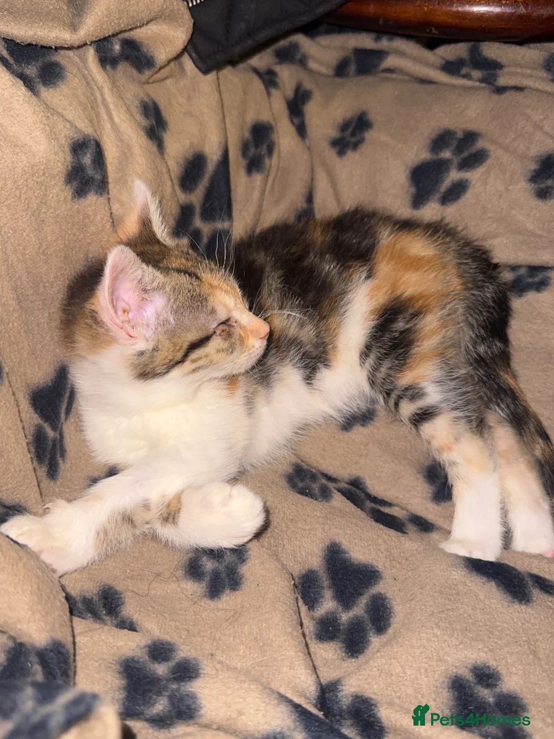 Mixed Breed cats for sale: Cuddly Cute Kittens x - Advert 1