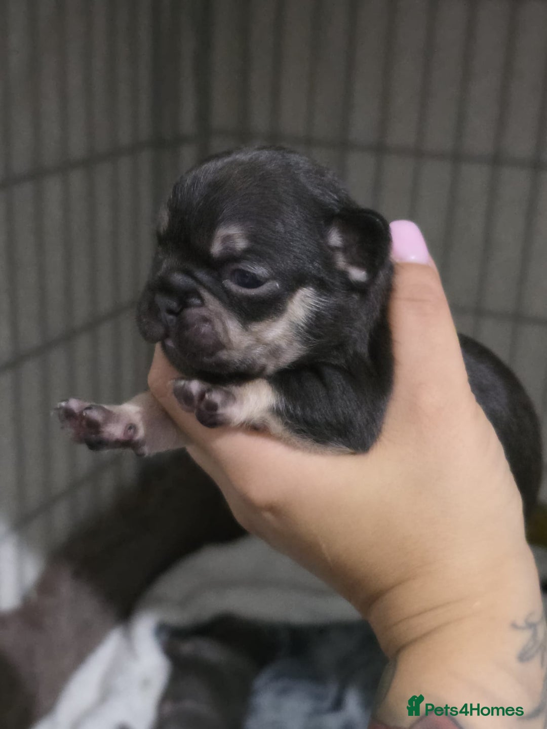 French Bulldog dogs for sale: French dog for sale  - Image 18