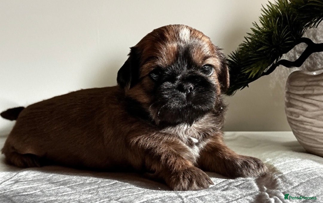 Shih Tzu dogs for sale: ♥️ Adorable Shih Tzu Puppies FoR sALe ♥️ - Image 10