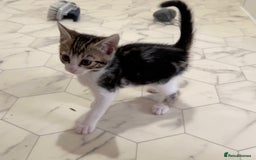 Bengal cats for sale: Bengal X Kittens - Image 14
