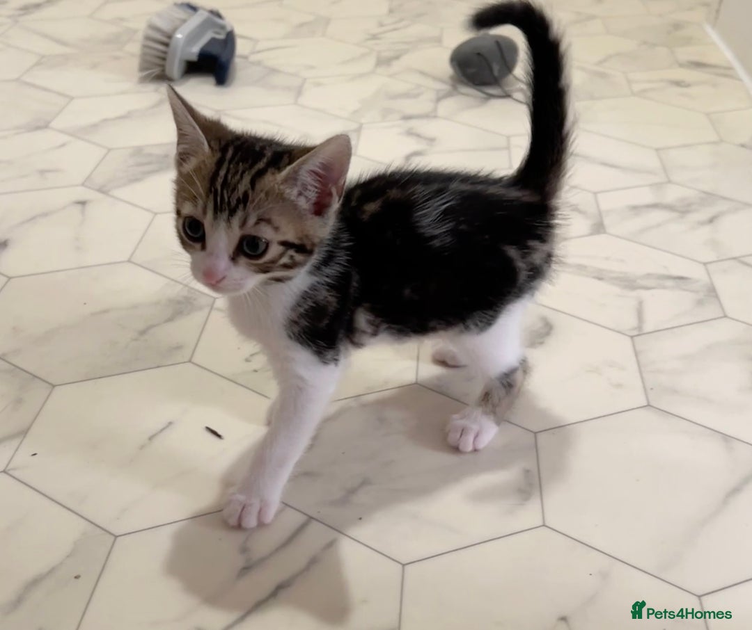 Bengal cats for sale: Bengal X Kittens - Image 14