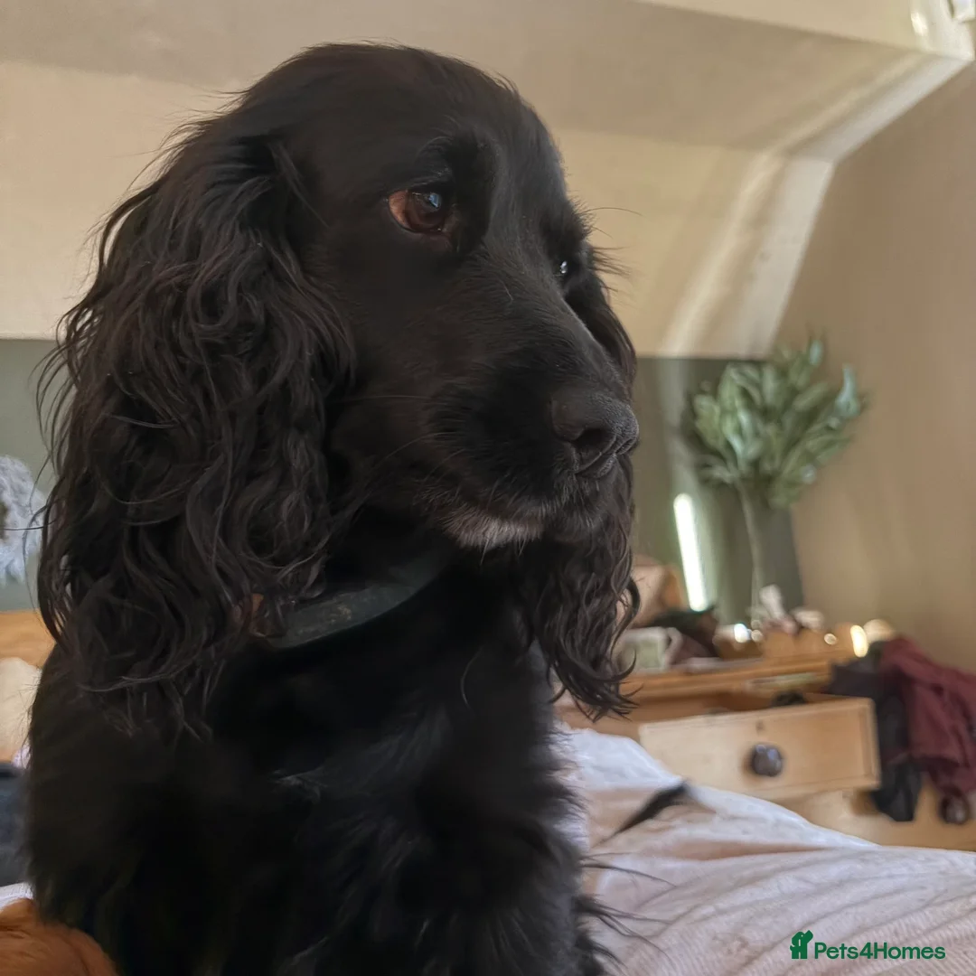 Cocker Spaniel dogs for sale: Beautiful 5 Year Old Cocker Spaniel Bitch  - Advert 4