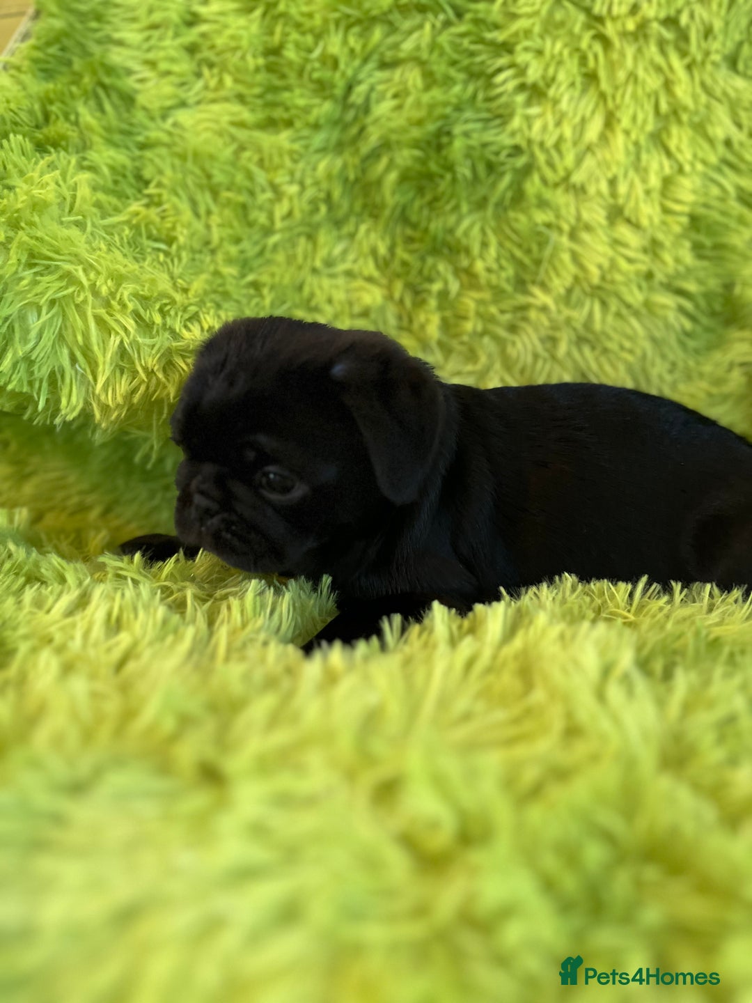 Pug dogs for sale: Loving Pug Puppies  - Image 7