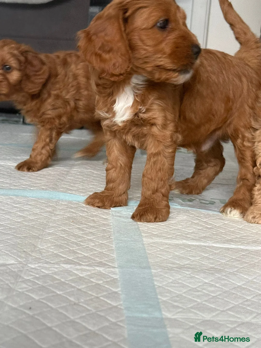 Mixed Breed dogs for sale: Cockerpoo x jackerpoo puppies - Advert 1