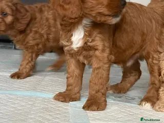 Mixed Breed dogs Cockerpoo x jackerpoo puppies - Advert 2