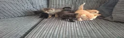 Mixed Breed cats for sale: Kittens ready now 4 x boys 1 x girl - Advert 8