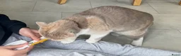 British Shorthair cats for sale: Sweet, playful Nala - Advert 4