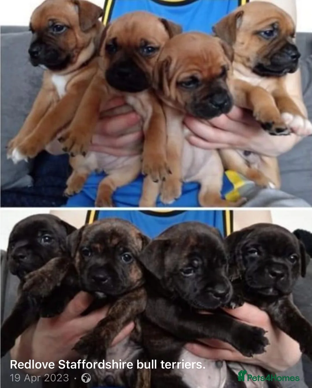 Staffordshire Bull Terrier dogs for stud: 🥨CHIEF CHAMPION SIRED. 🥨🏆  in Rochdale - Advert 23