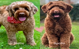 Australian Labradoodle dogs for sale: Red Female Australian Labradoodle Ready 22/10/25 - Image 6