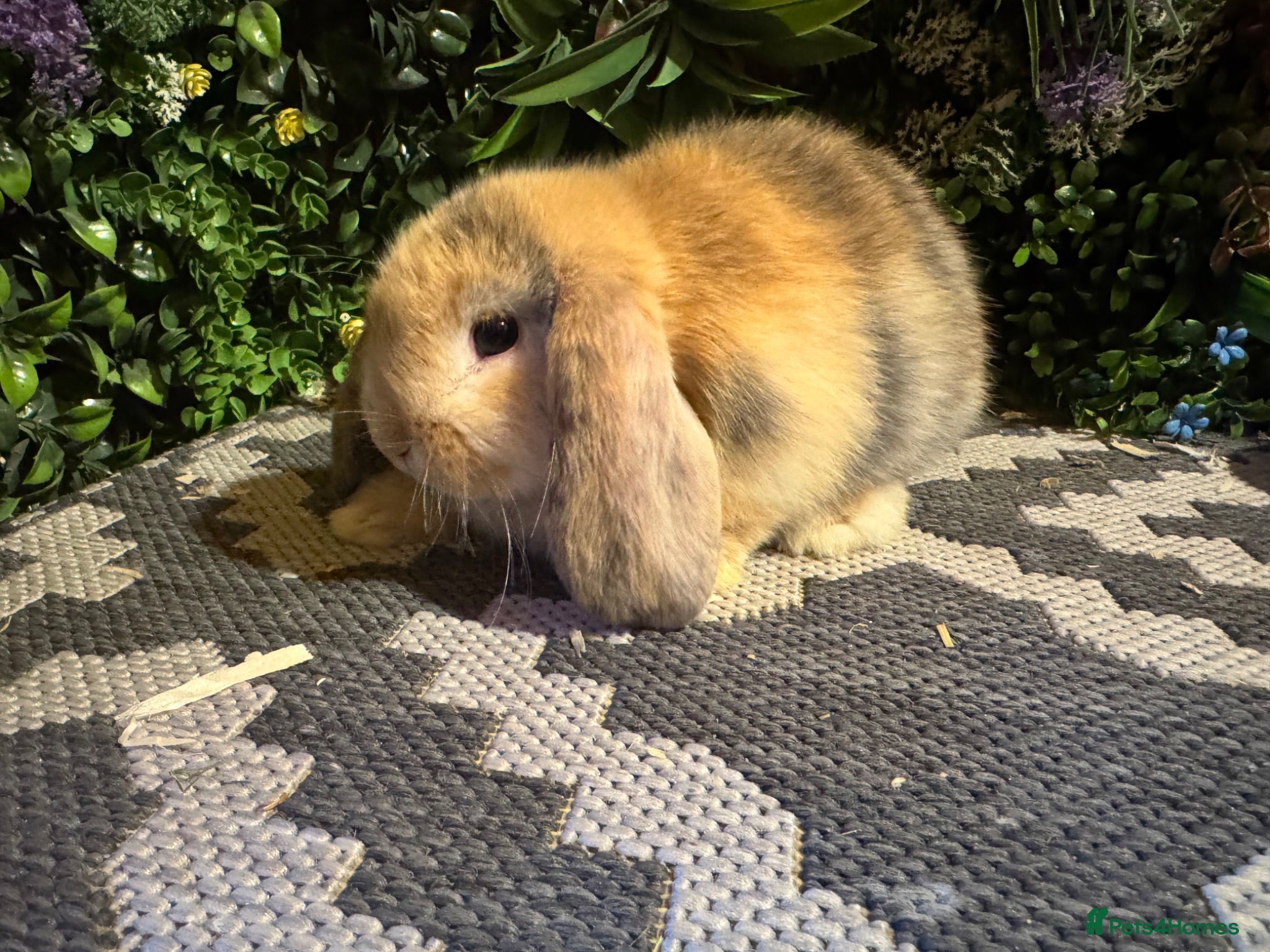Mini Lop rabbits Mini lops ready to go  - Advert 9