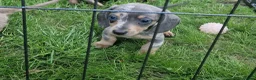 Miniature Dachshund dogs for sale: READY NOW 3 boys left Blue dapple daxies - Advert 19