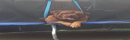 Dogue De Bordeaux dogs for sale: Dogue de Bordeaux pups🐶🐶 - Advert 31