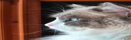 Ragdoll cats for sale: Beautiful male ragdoll  in Luton - Advert 1
