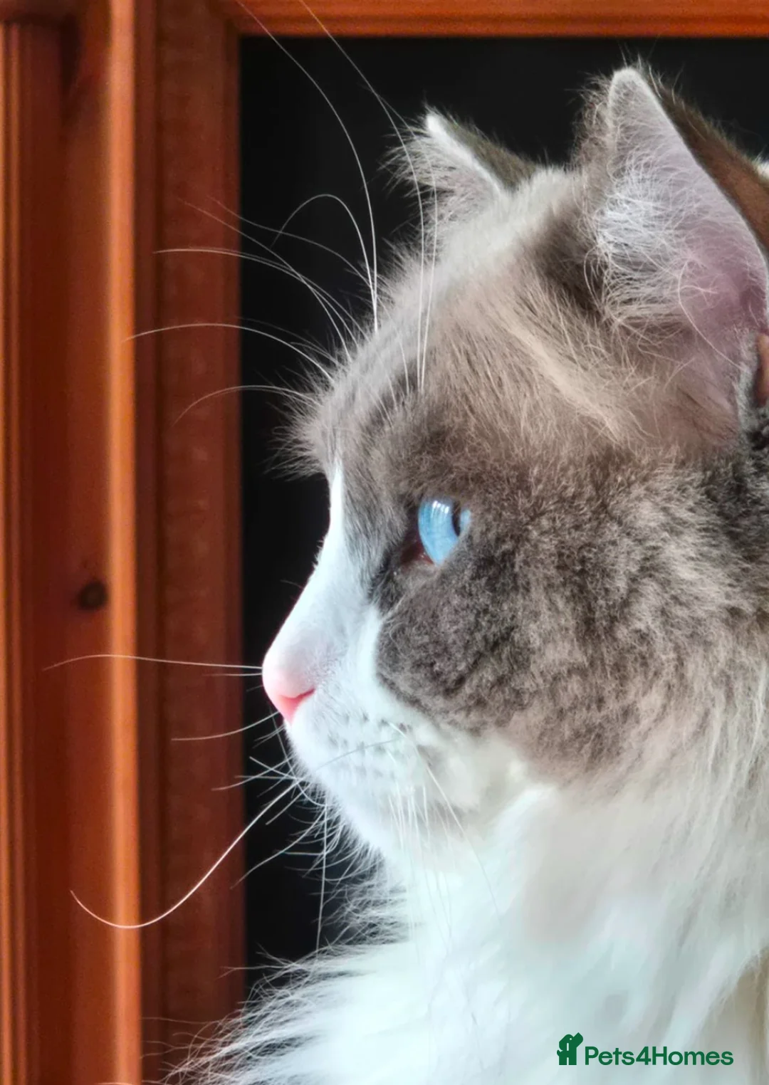 Ragdoll cats for sale: Beautiful male ragdoll  in Luton - Advert 1