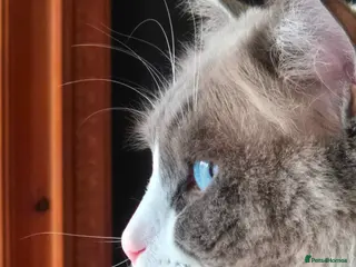 Ragdoll cats Beautiful male ragdoll - Advert 1