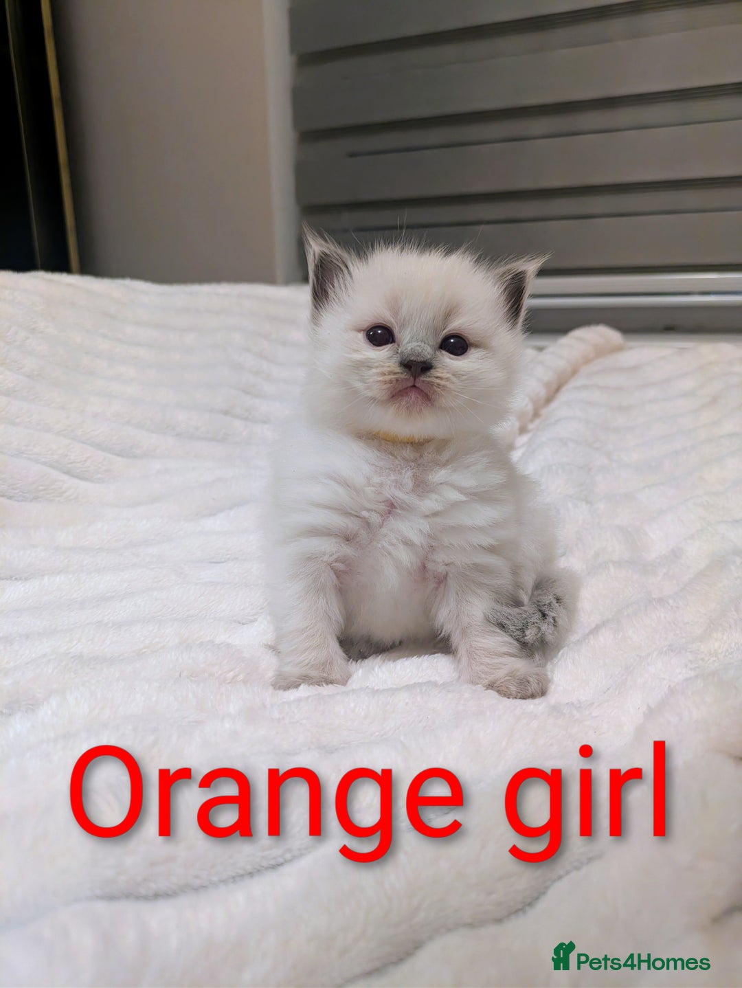 Ragdoll cats for sale: 5 beautiful kittens pure Ragdoll  - Advert 9