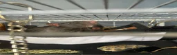 Rat rodents for sale: Pair of 6m Old Tame Male Rats With Cage & Acc - Advert 4