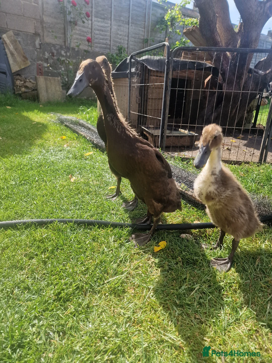 Ducks poultry for sale: 3 Runner Ducks  - Advert 6
