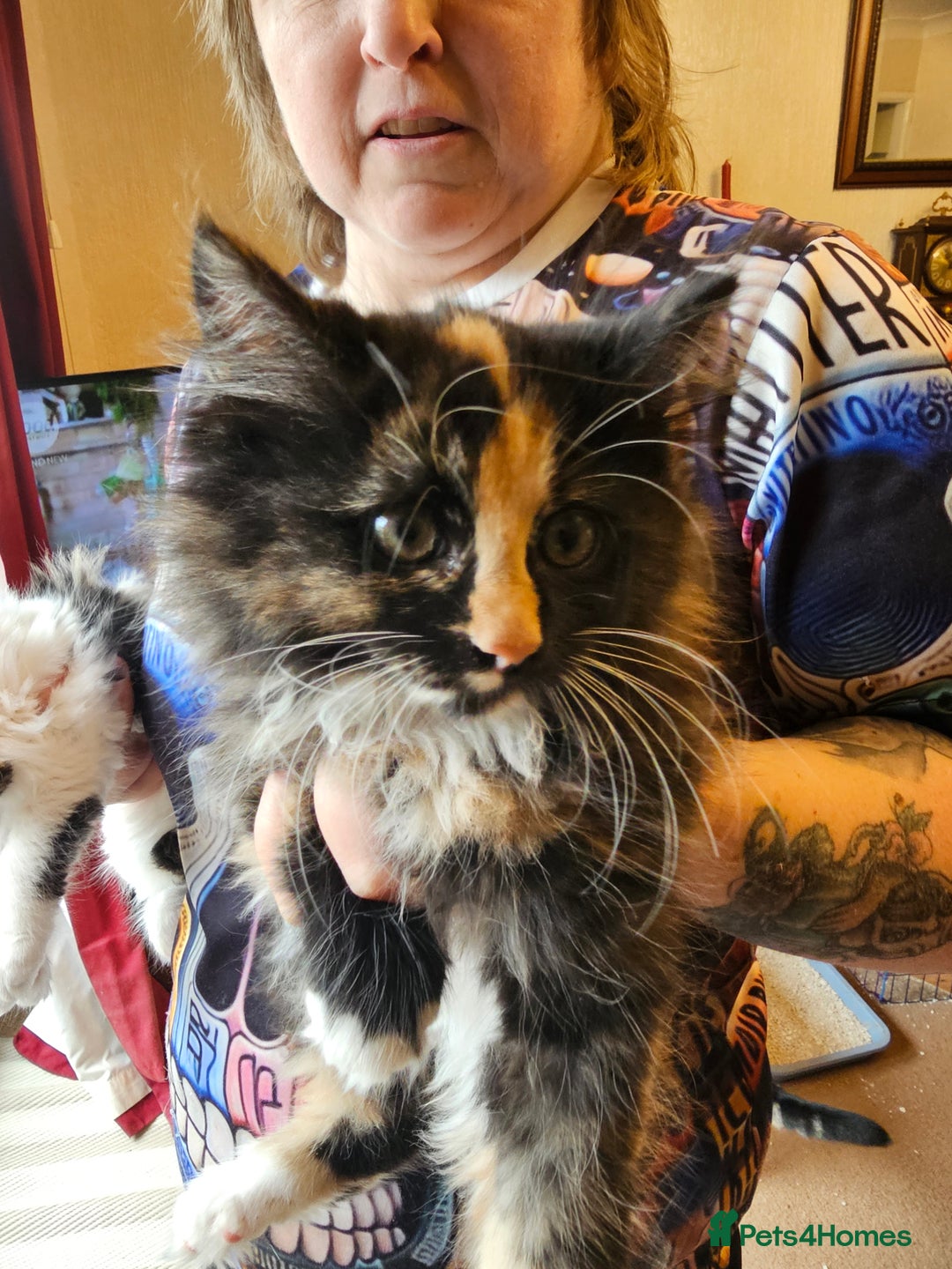 Maine Coon cats for sale: Four gorgeous girls  - Image 2