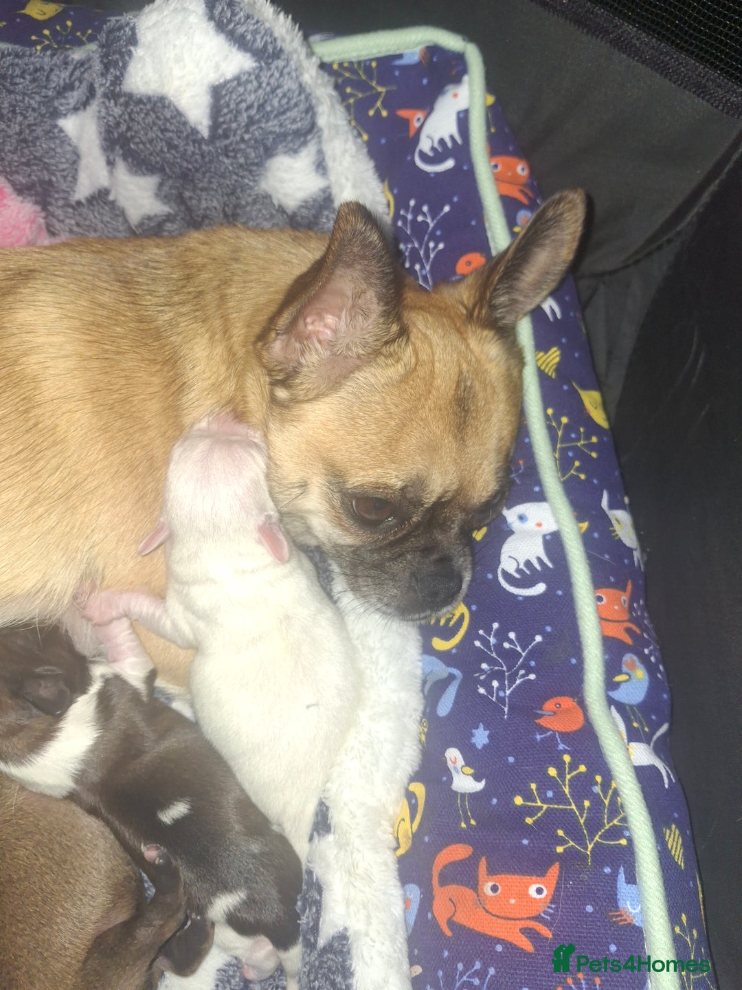 Mixed Breed dogs for sale: Male puppies - Advert 4