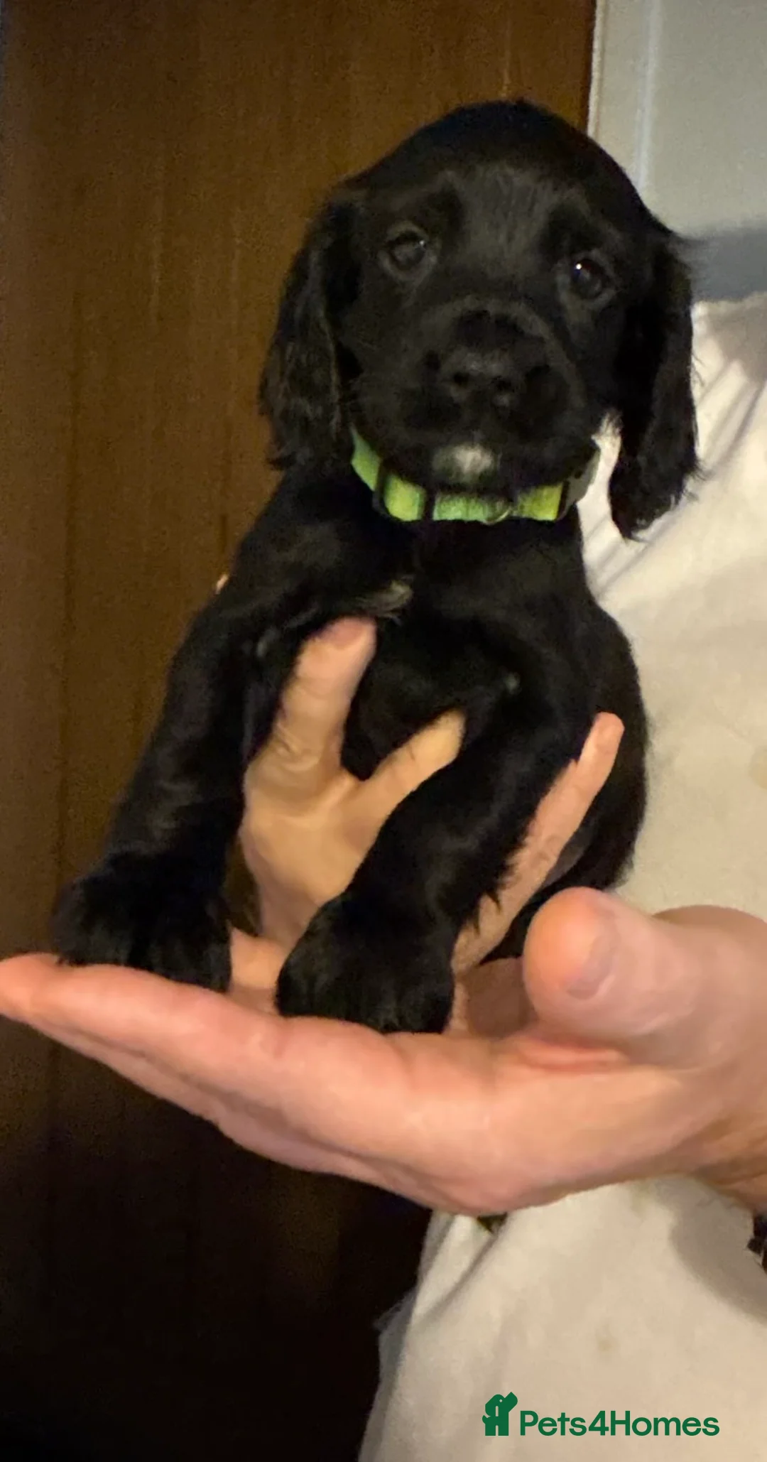 Cocker Spaniel dogs for sale: Cocker Spaniel Puppies  - Advert 7