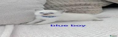 Ragdoll 1 