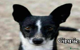 Mixed Breed dogs for adoption: Ginnie and Freddie 🐾 bonded couple  - Image 2