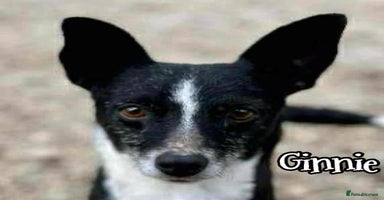 Mixed Breed dogs - Advert 7