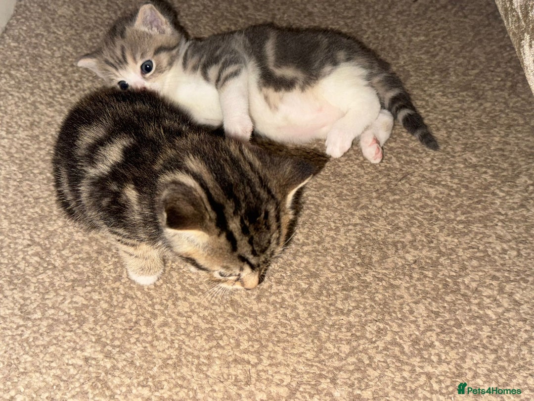 Domestic Shorthair cats for sale: 2 Male kittens - Image 3