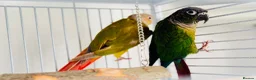 Conures birds for sale: PINEAPPLE CONURE AND GREEN CHEEK CONURE  in Oxford - Advert 1