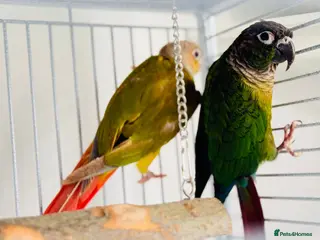 Conures birds PINEAPPLE CONURE AND GREEN CHEEK CONURE - Advert 1