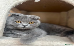 British Shorthair cats for sale: British Shorthair  - Image 18