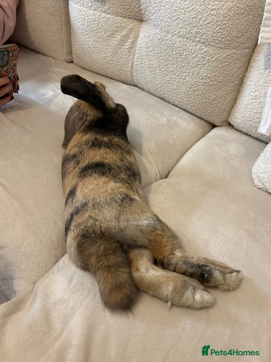 French Lop rabbits for sale: GIANT FRENCH LOP BUNNY  in Aboyne - Advert 2
