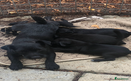 Mixed Breed dogs for sale: Patterdale Black puppies - Image 9