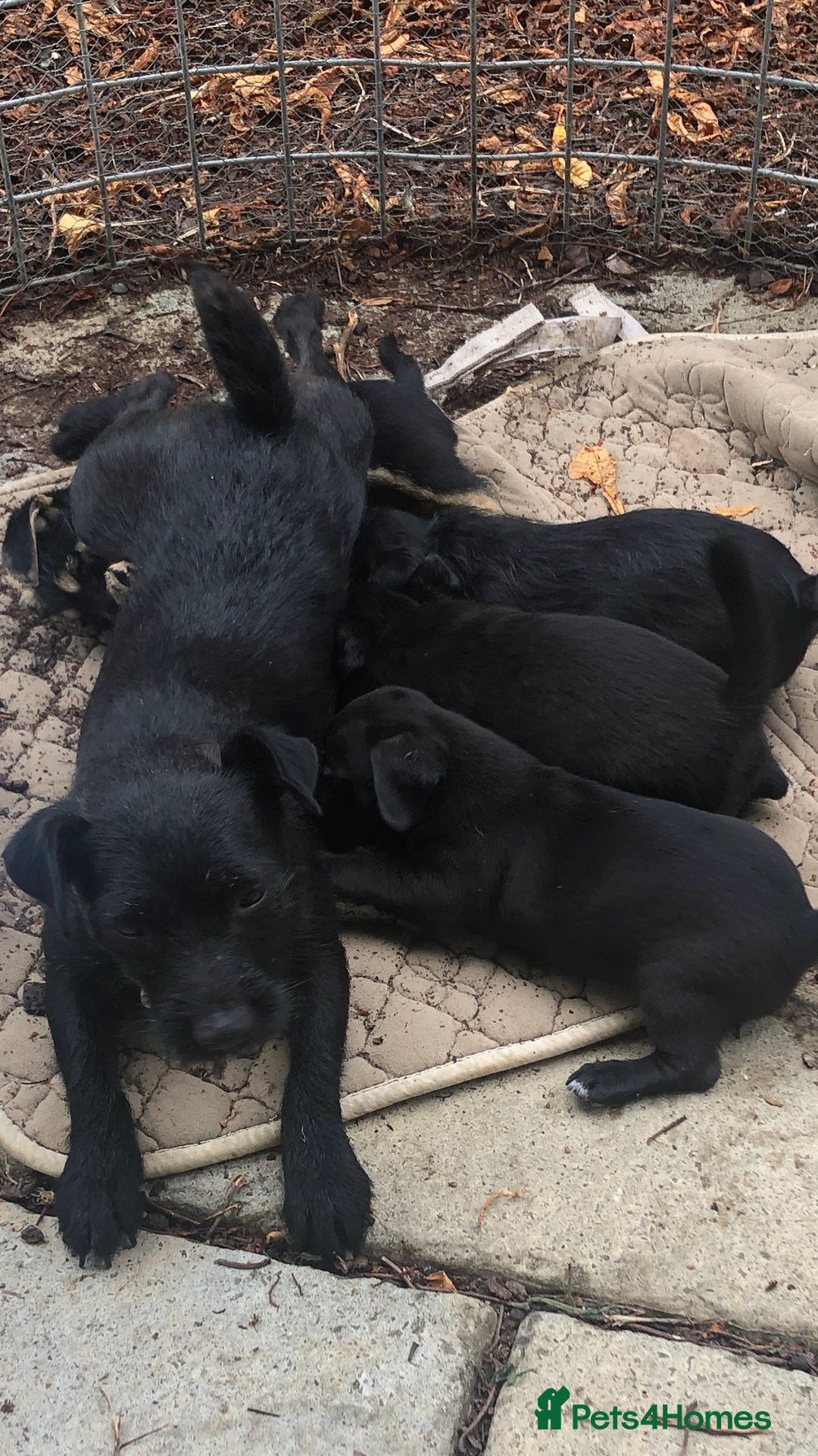 Mixed Breed dogs for sale: Patterdale Black puppies - Image 9