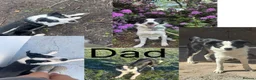 Mixed Breed dogs for sale: 6 Bedlington Terrier X Border Collie puppies  - Advert 7