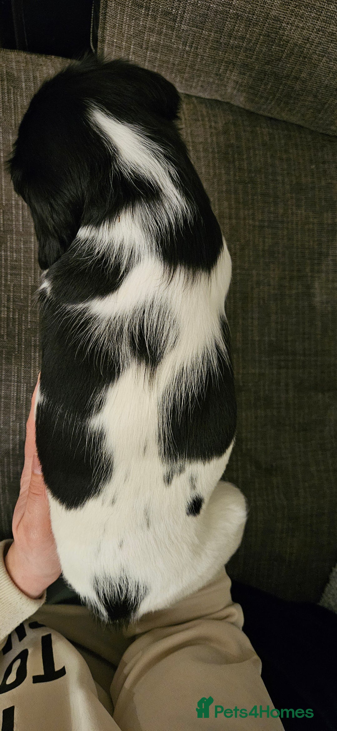 English Springer Spaniel dogs for sale: ✨ KC Registered Springer Spaniel Puppies ✨ - Advert 39