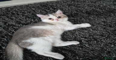 British Longhair cats   Blue golden and white sh boy, Golden female  - Advert 5