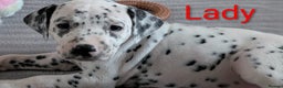 Dalmatian dogs for sale: Dalmatian puppies KC registered last 1 remaining - Advert 16