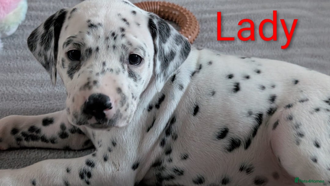 Dalmatian dogs for sale: Dalmatian puppies KC registered last 1 remaining - Advert 16