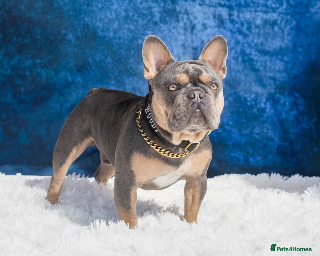 French Bulldog dogs for stud: French bulldog male for stud - Image 2