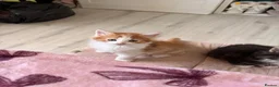 Mixed Breed cats for sale: Adorable fluffy ginger and white kittens - Advert 9