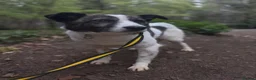 Mixed Breed dogs for adoption: Laura - Norwich Norfolk  in Norwich - Advert 10